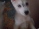 Chiots husky siberien cherche famille fiable qui pourra prendre s