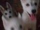 Mignons chiots Husky Sib&eacute;rien &agrave; donner 