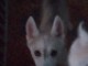 Adorable b&eacute;b&eacute;s husky sib&eacute;rien disponible adonner 