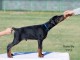 Dobermann chiots &agrave; vendre