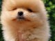 Spitz de Pom&eacute;ranie Nounours
