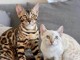 Magnifique chatons de BENGAL &agrave; adopter