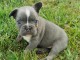 Chiots bouledogue fran&ccedil;ais trois mois
