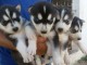 salut salut j ai 4 Magnifiques chiots disponible de suite... st&eacute;r