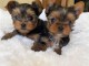 Adorables chiots Yorkies Je pr&eacute;f&egrave;re lequel et je crois que