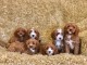 Chiots Cavapoo pr&ecirc;ts pour leur nouvelle maison