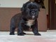 Bouledogue Fran&ccedil;ais FLUFFY