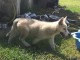 Wundersch&ouml;ne Siberian Husky Welpen