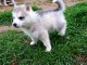 Wundersch&ouml;ne Siberian Husky Welpen