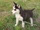 Wundersch&ouml;ne Siberian Husky Welpen