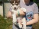 Wundersch&ouml;ne Siberian Husky Welpen