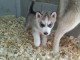 Wundersch&ouml;ne Siberian Husky Welpen