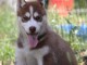 Wundersch&ouml;ne Siberian Husky Welpen
