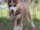 Wundersch&ouml;ne Siberian Husky Welpen