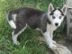 Wundersch&ouml;ne Siberian Husky Welpen