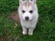 Wundersch&ouml;ne Siberian Husky Welpen