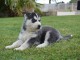 Wundersch&ouml;ne Siberian Husky Welpen