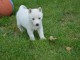 Superbes chiots Husky Sib&eacute;rien.