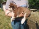 Superbes chiots Husky Sib&eacute;rien.