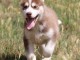 Superbes chiots Husky Sib&eacute;rien.