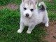 Superbes chiots Husky Sib&eacute;rien.