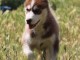 Superbes chiots Husky Sib&eacute;rien.