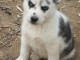 Superbes chiots Husky Sib&eacute;rien.