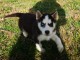 Superbes chiots Husky Sib&eacute;rien.
