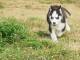 Superbes chiots Husky Sib&eacute;rien.