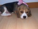 Chiot beagle &agrave; vendre