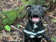 Staffordshire bull terrier male