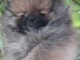 Spitz de Pom&eacute;ranie chiots