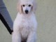 Caniche royal &agrave; vendre