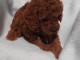 Caniche Toy chiots &agrave; vendre
