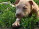 Pitbull chiots &agrave; vendre
