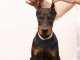 Dobermann chiots &agrave; vendre