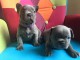chiots bouledogue fran&ccedil;ais Bleu lof