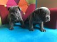 chiots bouledogue fran&ccedil;ais Bleu lof