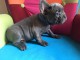 chiots bouledogue fran&ccedil;ais Bleu lof