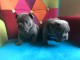 chiots bouledogue fran&ccedil;ais Bleu lof