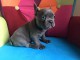chiots bouledogue fran&ccedil;ais Bleu lof