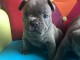 chiots bouledogue fran&ccedil;ais Bleu lof