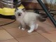Chatons &agrave; donner pour adoption