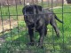 Cane Corso chiot &agrave; vendre