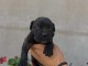 Cane Corso chiots &agrave; vendre