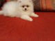 Adorables Spitz allemand lof