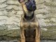Berger Belge Malinois chiots