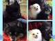 Adorables Spitz allemand lof