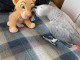 Adorable perroquet Gris du Gabon femelle, 