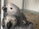 Adorable perroquet Gris du Gabon femelle, de propre &eacute;levage